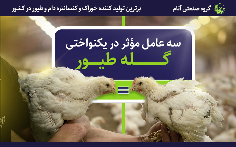 سه عامل مؤثر در یکنواختی گلههای طیور